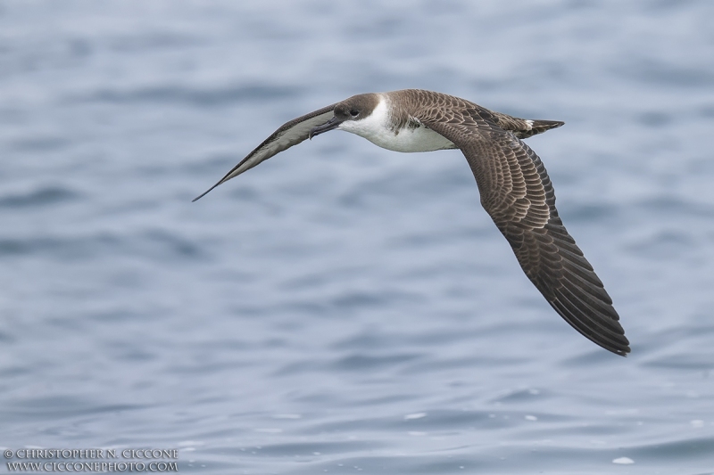 Great Shearwater