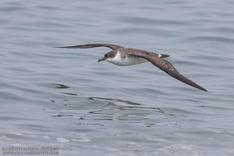 Great Shearwater