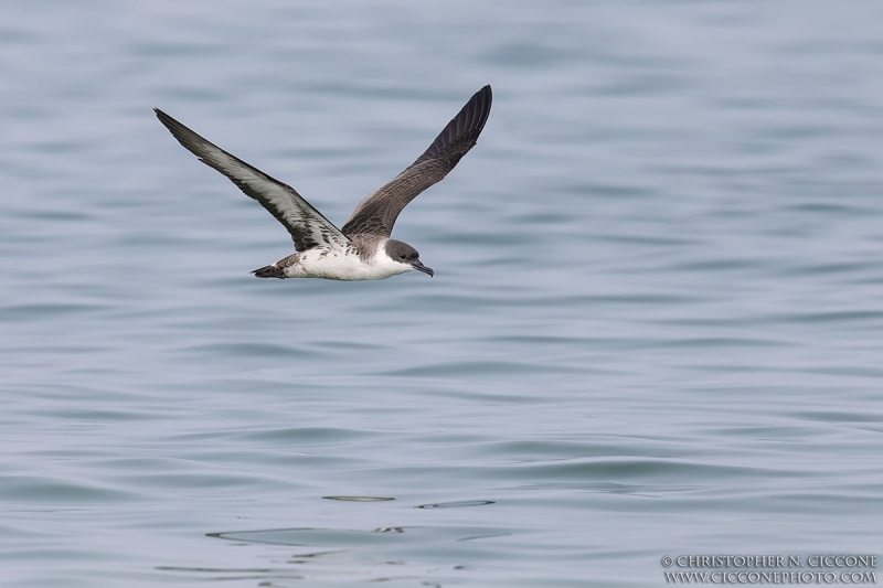 Great Shearwater