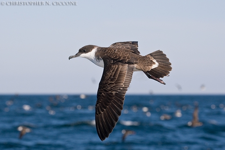 Great Shearwater