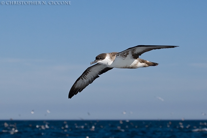 Great Shearwater