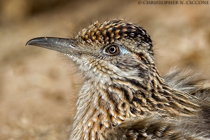 Greater Cuckoo