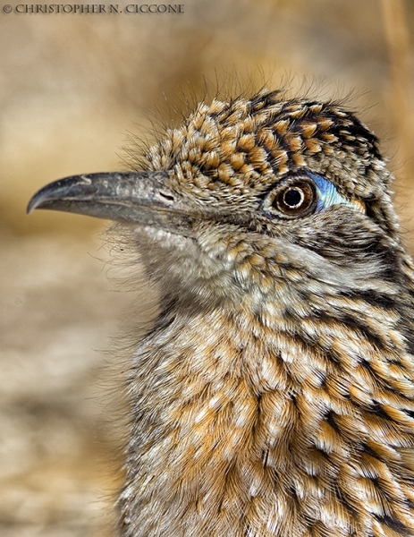 Greater Cuckoo