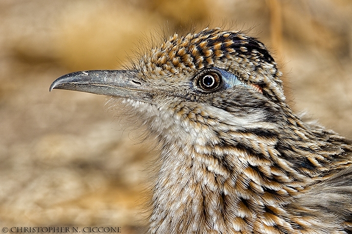 Greater Cuckoo