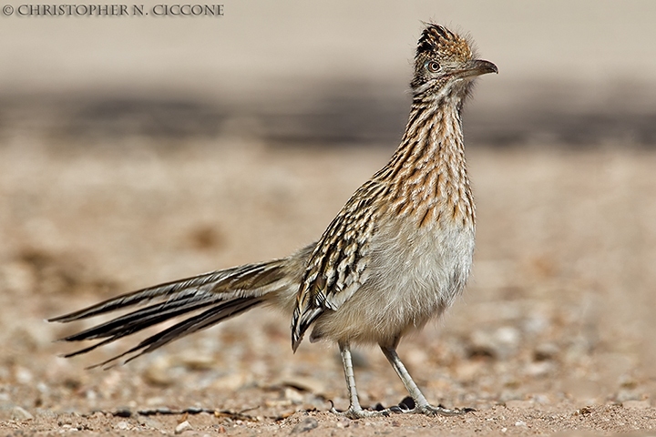 Greater Cuckoo