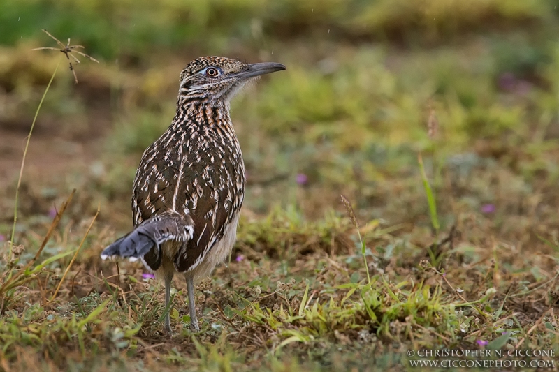 Greater Cuckoo