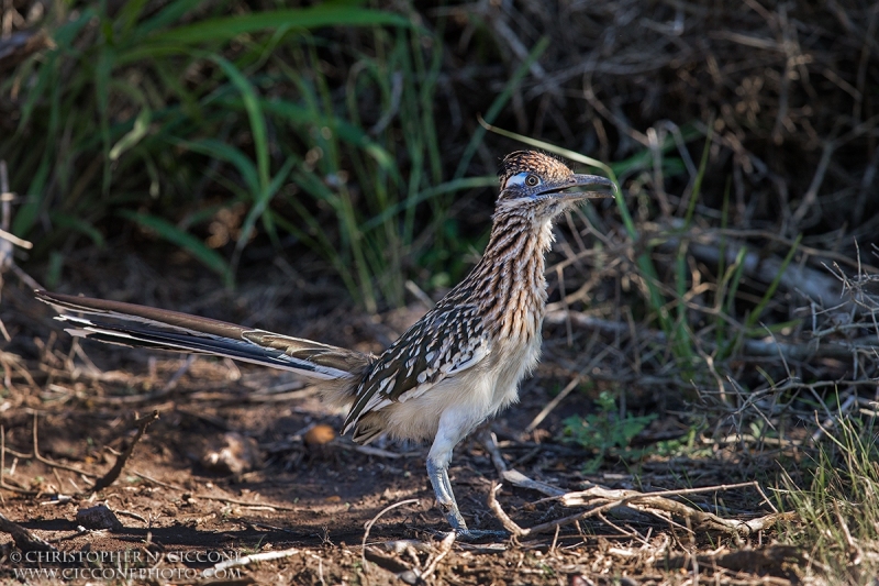 Greater Cuckoo