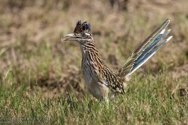 Greater Cuckoo