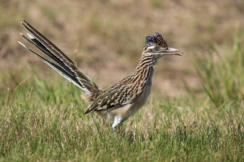 Greater Cuckoo