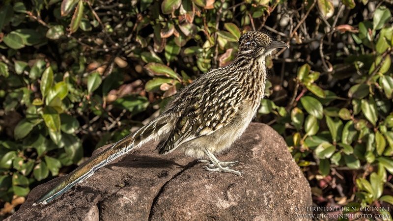 Greater Cuckoo