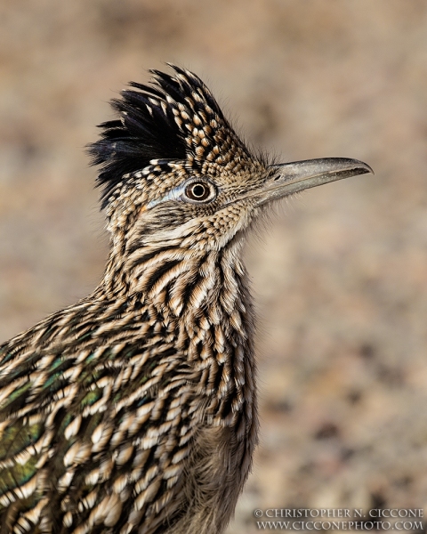 Greater Cuckoo