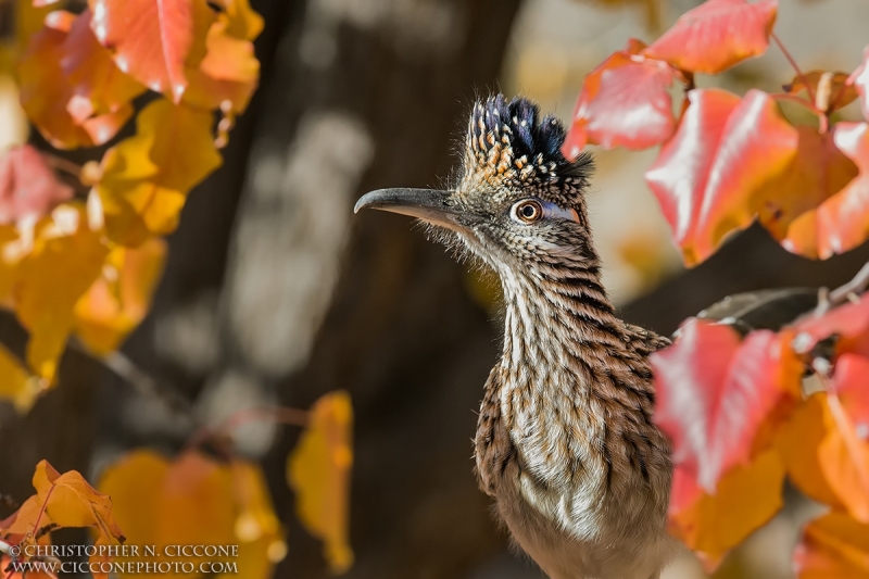 Greater Cuckoo