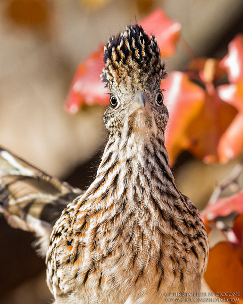 Greater Cuckoo