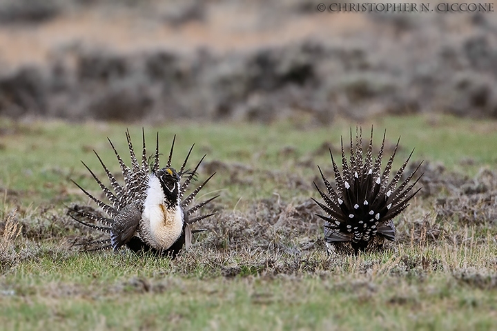 Greater Sage-Grouse