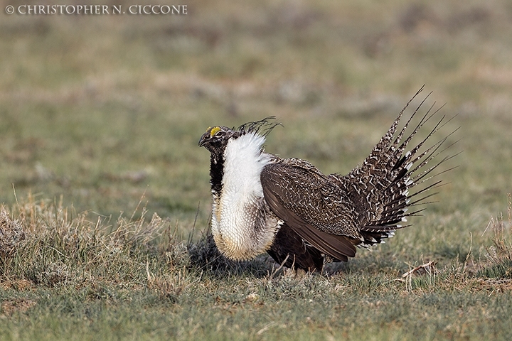 Greater Sage-Grouse