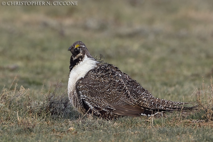 Greater Sage-Grouse