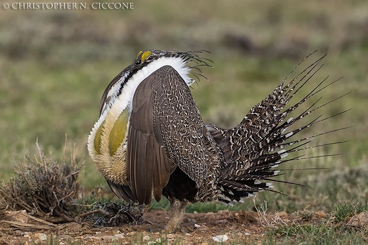 Greater Sage-Grouse