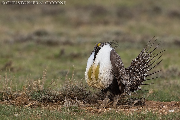 Greater Sage-Grouse