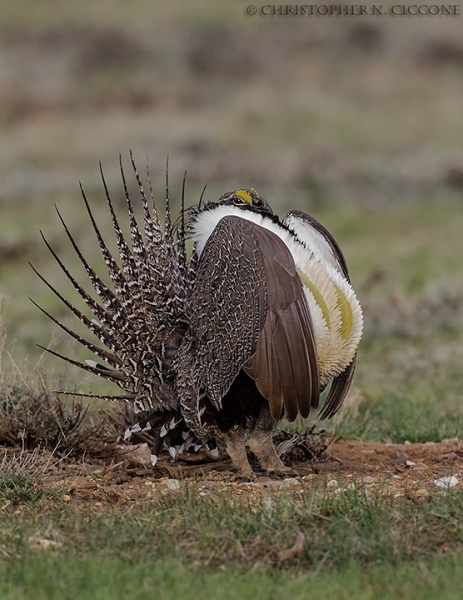 Greater Sage-Grouse