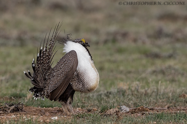 Greater Sage-Grouse