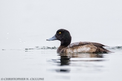 Greater Scaup