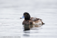 Greater Scaup