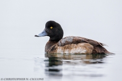 Greater Scaup