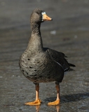 Greater White-fronted Goose