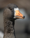 Greater White-fronted Goose