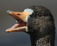 Greater White-fronted Goose