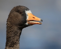 Greater White-fronted Goose