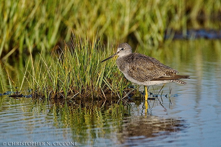 Greater Yellowlegs