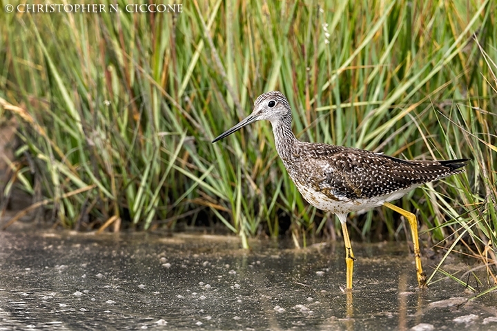 Greater Yellowlegs