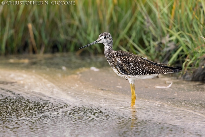 Greater Yellowlegs