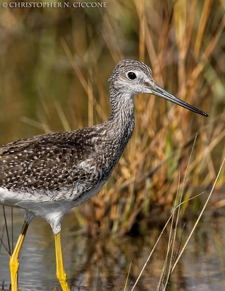 Greater Yellowlegs