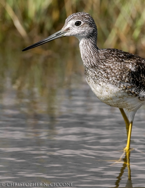 Greater Yellowlegs