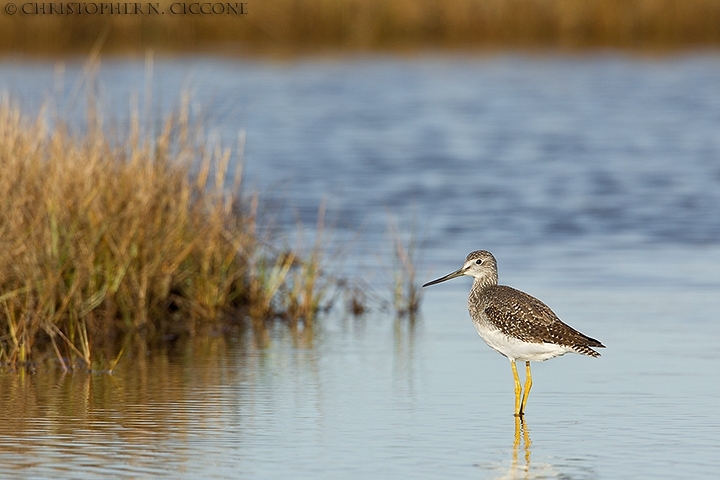 Greater Yellowlegs