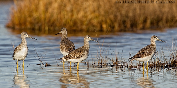 Greater Yellowlegs