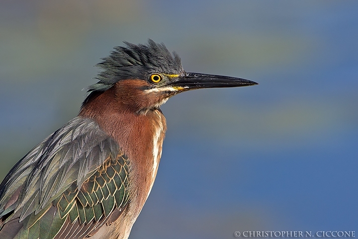 Green Heron