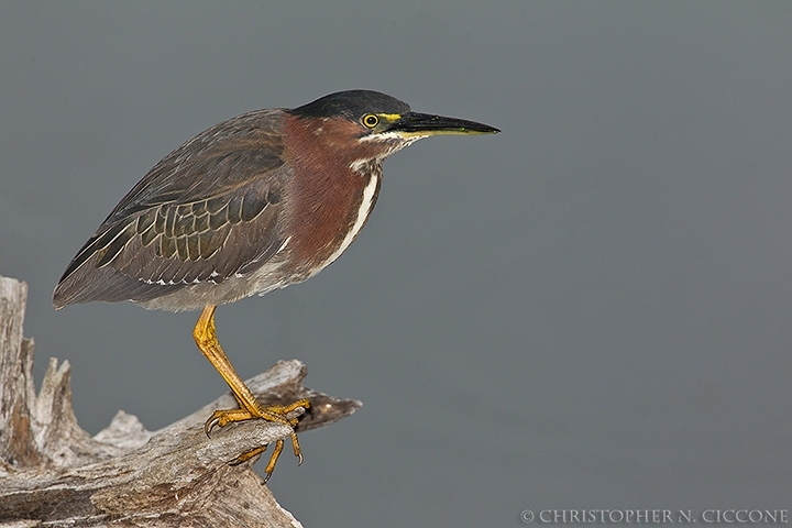 Green Heron