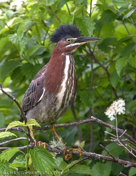 Green Heron