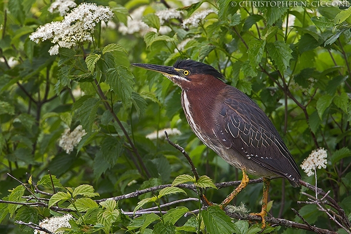 Green Heron