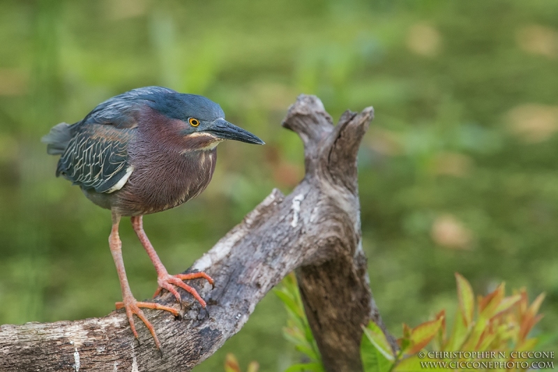 Green Heron