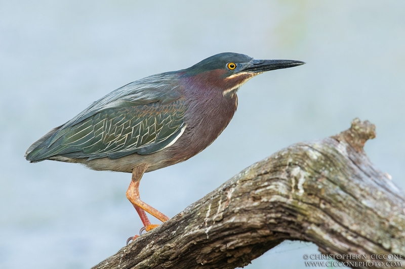 Green Heron