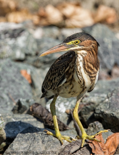 Green Heron