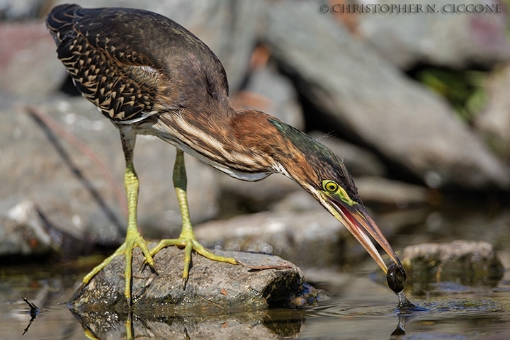 Green Heron