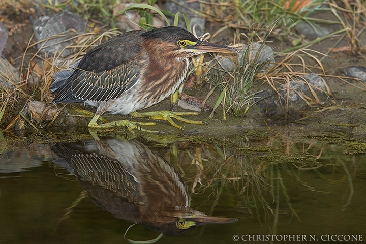 Green Heron