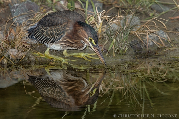 Green Heron