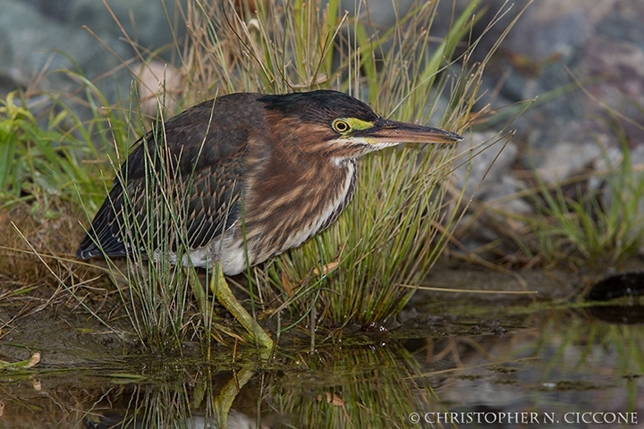 Green Heron