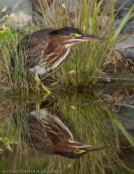 Green Heron